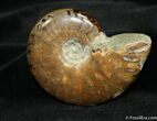 Polished Madagascar Ammonite Inches #974-1